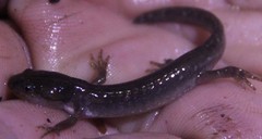 Ambystoma annulatum
