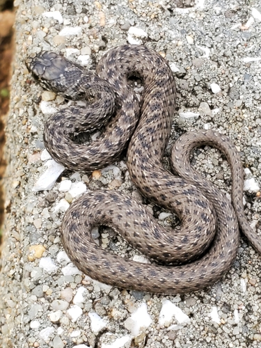 Western Montpellier Snake