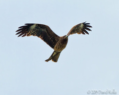 Milvus migrans lineatus