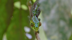 Ituri Forest Chameleon photo 2