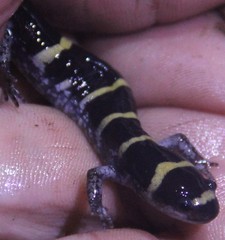 Ambystoma annulatum