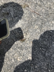 Polypremum procumbens