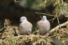 Mourning Collared Dove photo 3