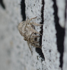 Hamataliwa grisea
