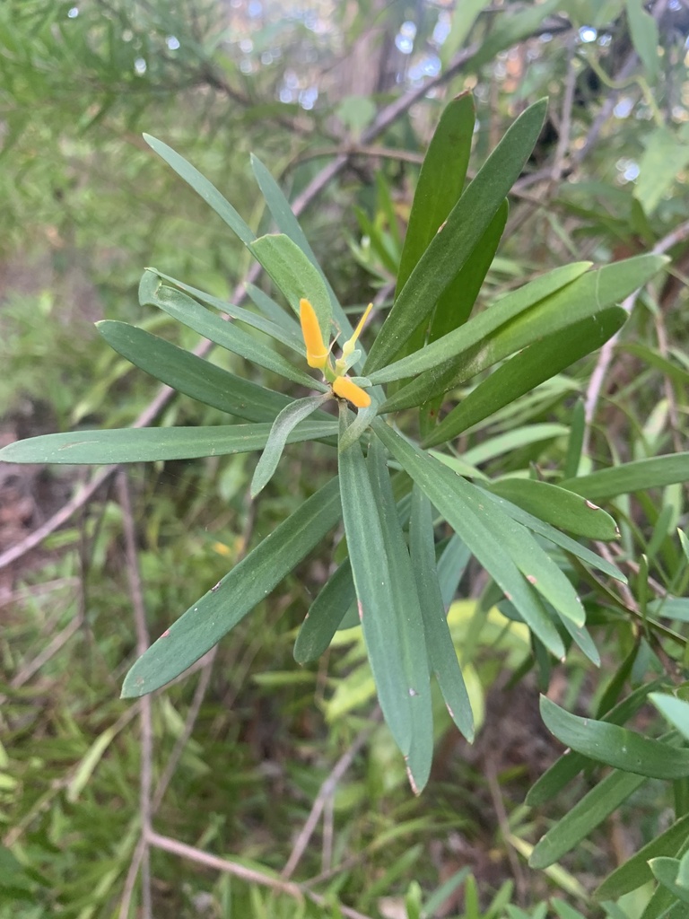 Geebungs from Glenrock State Conservation Area, Whitebridge, NSW, AU on ...