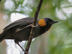 Rufous-Cheeked Laughingthrush photo 1
