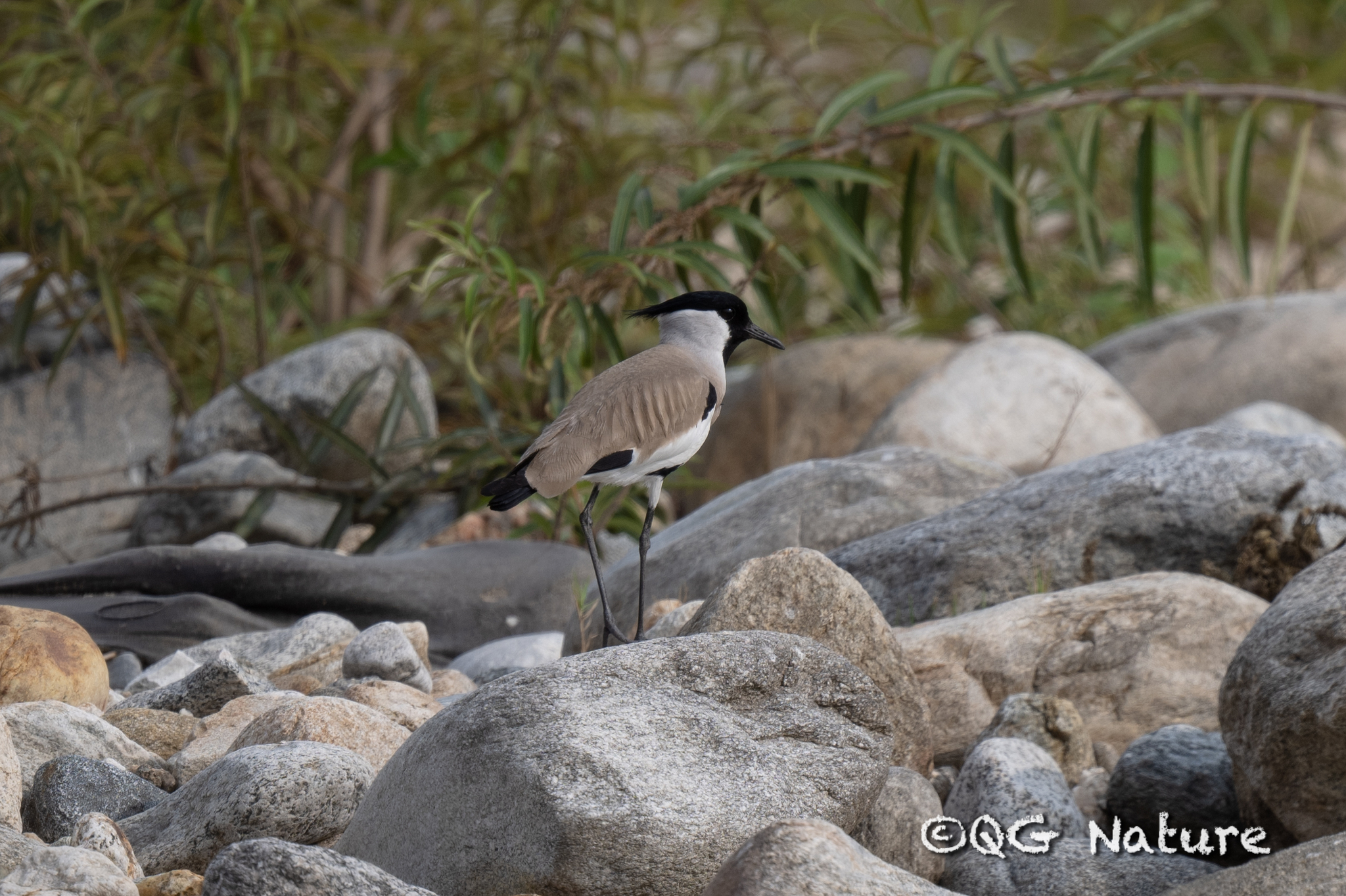 River Lapwing