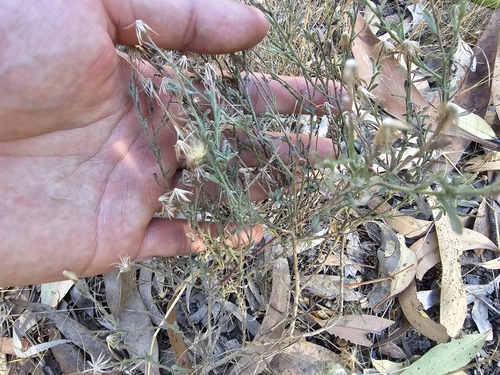 Image of Vittadinia gracilis by (c) Josh, some rights reserved (CC BY)