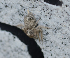 Hamataliwa grisea