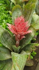 Aechmea fasciata