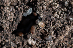 Termitinae