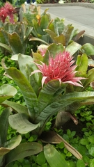 Aechmea fasciata