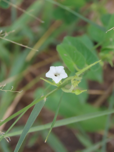 Image of Ipomoea plebeia by no rights reserved