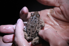 Lithobates sphenocephalus utricularius