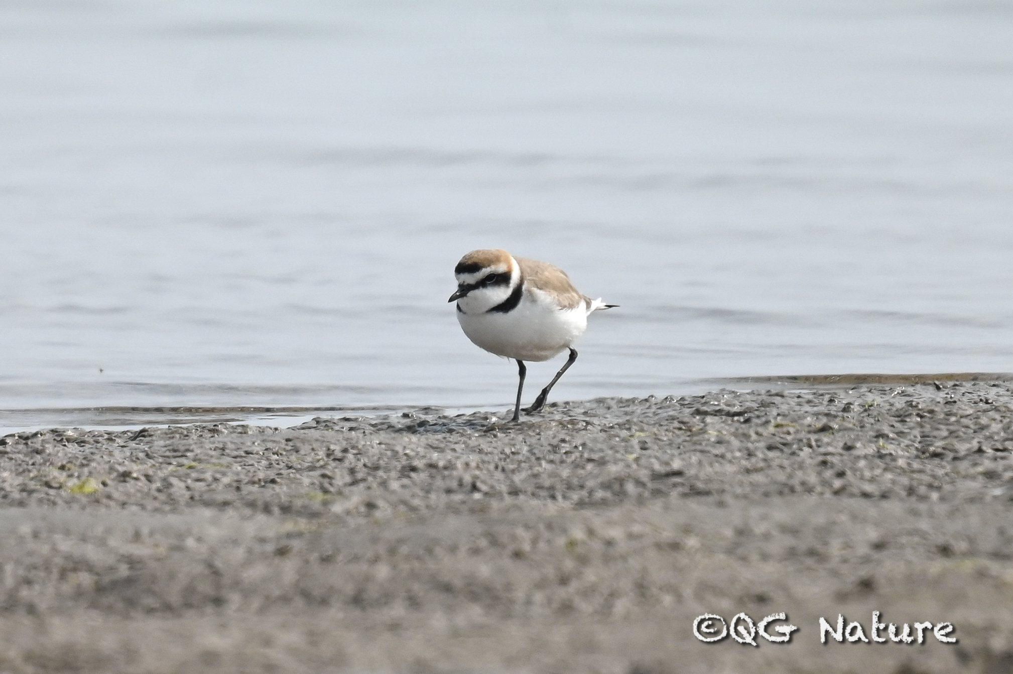 Kentish Plover