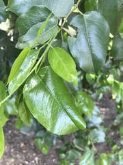 Myricaceae
