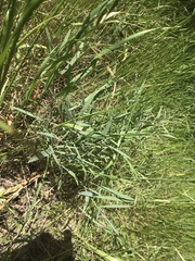 Perideridia kelloggii