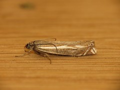Crambus lathoniellus