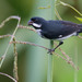 Lesson's Seedeater - Photo (c) Paul Cools, some rights reserved (CC BY-NC), uploaded by Paul Cools