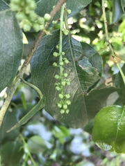 Myricaceae