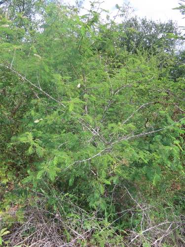 Image of Flame Thorn (Senegalia ataxacantha) by no rights reserved