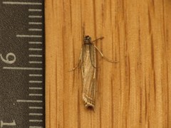 Crambus lathoniellus