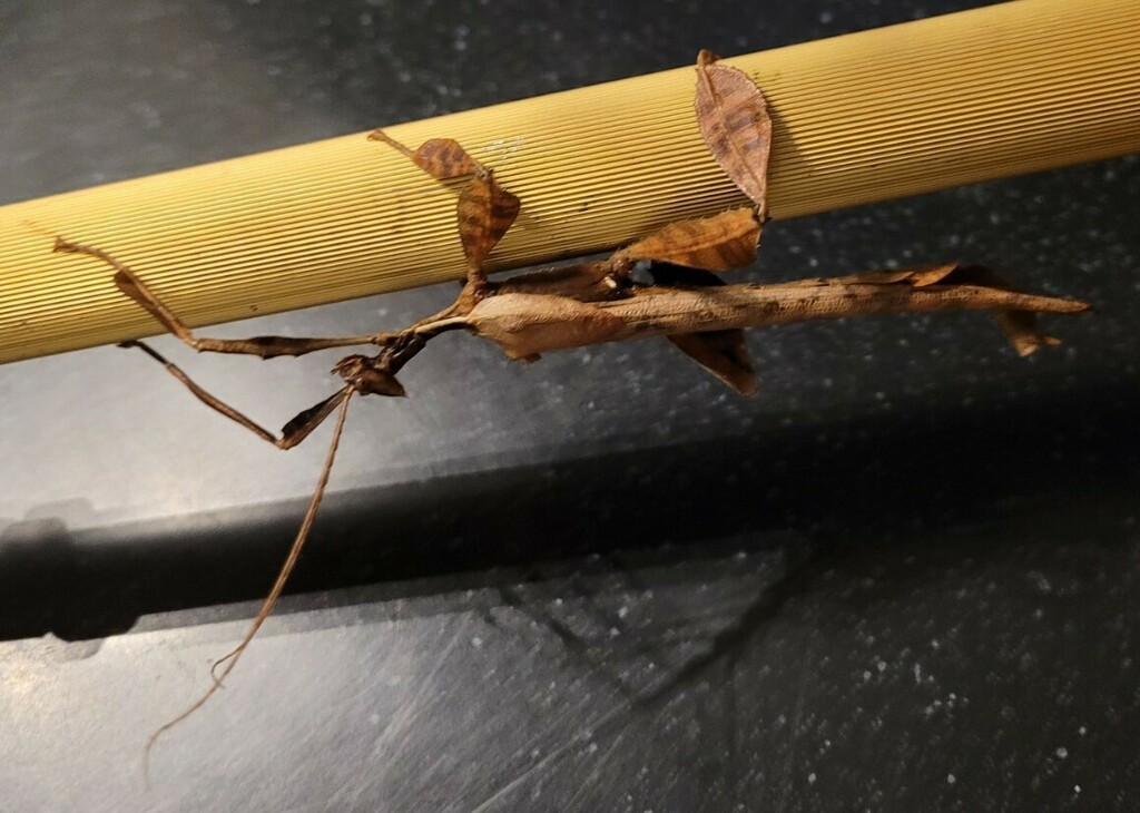 Spiny Leaf insect from Cairns QLD, Australia on October 28, 2021 at 09: ...
