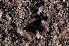 Termitinae