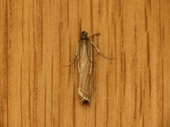 Crambus lathoniellus