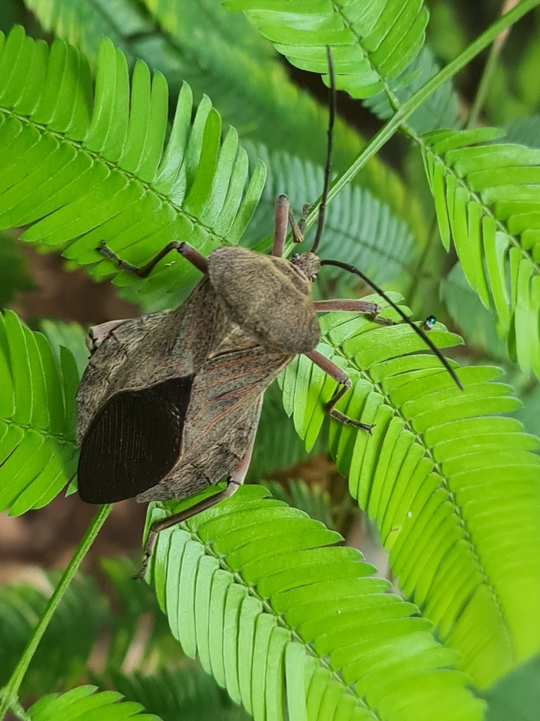 Pachylis bipunctatus