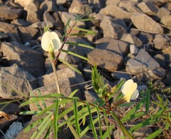 Vicia biebersteinii