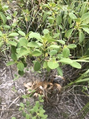 Lantana involucrata