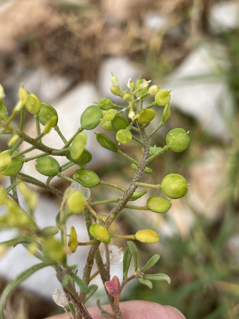 Meniocus meniocoides