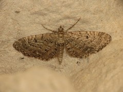 Eupithecia intricata