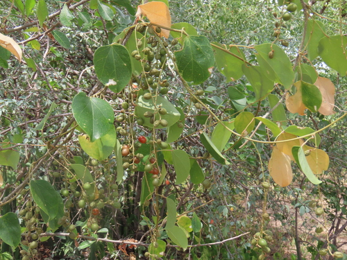 Image of Cissus integrifolia by no rights reserved
