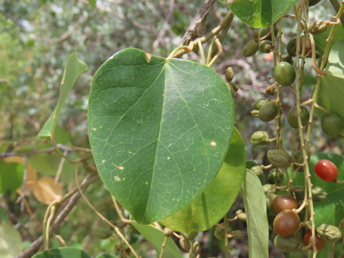 Image of Cissus integrifolia by no rights reserved