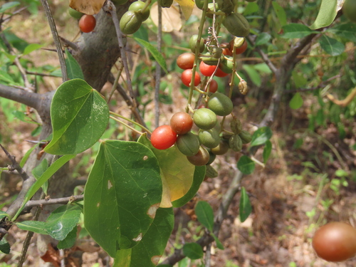 Image of Cissus integrifolia by no rights reserved
