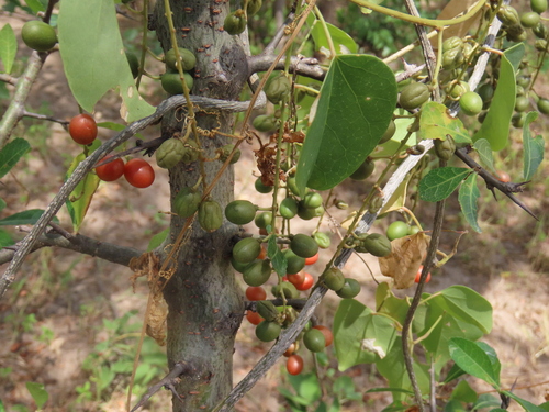 depavine (Cissus integrifolia)