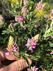 Indigofera cytisoides