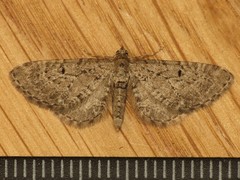 Eupithecia intricata