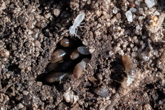 Termitinae