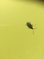 Trirhabda bacharidis