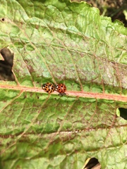 Harmonia axyridis