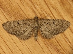 Eupithecia intricata