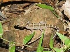 Northern Madagascar Leaf-Toed Gecko photo 1