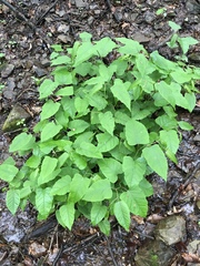 Reynoutria × bohemica