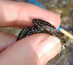 Pelophylax lessonae
