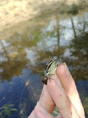 Pelophylax lessonae
