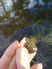 Pelophylax lessonae