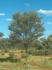Acacia aneura